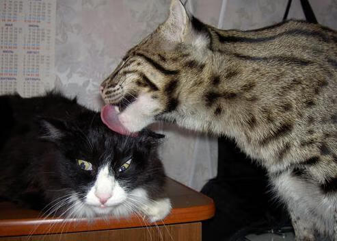 爱游戏电脑版官网-“青少年足球集训营火热开启，孩子们梦想起航”，青少年足球训练营简介