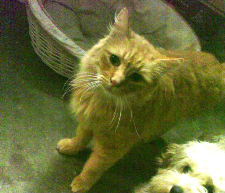 爱游戏官方网站入口登录-“飞跃未来”青少年篮球创新挑战赛聚焦高科技应用，青少年篮球研究的意义